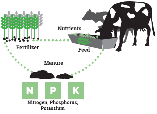 Lifecycle of manure nutrients