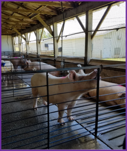 Figure 1. Naturally ventilated gestation barn at the Starkey Swine Center at Clemson University.